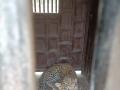विहिरीतून काढायले गेले कुत्रे निघाला बिबट्या..! - Marathi News | The dogs were taken out of the well and the leopard came out ..! | Latest nashik News at Lokmat.com