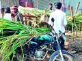 उसाच्या बांडीला शेतकऱ्यांची पसंती - Marathi News | Farmer's preference for sugarcane bagasse | Latest nashik News at Lokmat.com