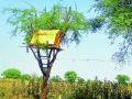 बापरे ! पिकांच्या रखवालीसाठी रात्रभर रावट्यावर जागरण ! - Marathi News | Dad! Stay up all night to protect crops! | Latest chandrapur News at Lokmat.com