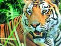 वाघाच्या अफवेमुळे दहशत - Marathi News | Tiger due to tiger rumors | Latest chandrapur News at Lokmat.com