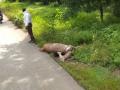 चंद्रपुरात दोन सांबरांचा मृत्यू - Marathi News | Two deer died in Chandrapur | Latest chandrapur News at Lokmat.com
