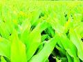 वायगाव हळद पिकाचे यंदा उत्पादन घटणार - Marathi News | Production of Wayagaon turmeric crop will decrease this year | Latest chandrapur News at Lokmat.com