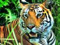 शिवारात पट्टेदार वाघाचे दर्शन - Marathi News | Leader's View of the Tiger at Shivar | Latest chandrapur News at Lokmat.com
