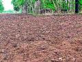 पेरलेले बियाणे रानडुकरांनी केले फस्त - Marathi News | The sown seeds were sown by the cows | Latest chandrapur News at Lokmat.com