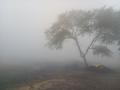 धुक्यात हरवली सांगली, सकाळी सकाळी धुक्याची चादर - Marathi News | Sangli lost in fog, fog sheet in the morning | Latest sangli Photos at Lokmat.com