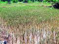 शेकडो हेक्टरवरील धानाला पुराचा फटका - Marathi News | Hundreds of hectares of paddy flooded | Latest gadchiroli News at Lokmat.com
