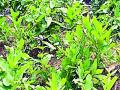 तेंदूपत्ता कंत्राटदारांकडून ग्रामसभांची दिशाभूल - Marathi News | Dysfunction of Gramsabhakta by Tandupta Contractors | Latest gadchiroli News at Lokmat.com