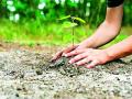 उद्दिष्टापेक्षा अधिक वृक्ष लागवड होणार - Marathi News | More trees will be planted for the purpose | Latest gadchiroli News at Lokmat.com