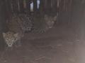 इगतपुरीत एकाच पिंजऱ्यात अडकले बिबट्याचे दोन बछडे - Marathi News | In Igatpuri, two leopard cubs were trapped in the same cage | Latest nashik News at Lokmat.com