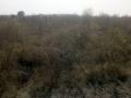 वनीकरण विभागाचे घाणेवाडी येथील जांभूळबन कागदावरच - Marathi News | Jambhulan  of the forest department on paper only | Latest jalana News at Lokmat.com