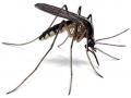जालन्याचे डास पुण्याच्या प्रयोगशाळेत - Marathi News | Jalna mosquito in Pune laboratory | Latest jalana News at Lokmat.com