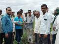खामगाव येथे बोंडअळी नियंत्रण कार्यशाळा - Marathi News |  Bondali control workshop at Khamgaon | Latest nashik News at Lokmat.com