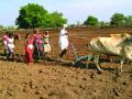 खामगाव तालुक्यात पेरणीची लगबग! - Marathi News | Beginning of sowing in Khamgaon taluka! | Latest buldhana News at Lokmat.com