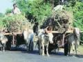 ग्रामीण भागातुन बैलगाडी ऊस वाहतूक नामशेष होण्याच्या मार्गावर - Marathi News | Bullock cart transport from rural areas on the verge of extinction | Latest nashik News at Lokmat.com