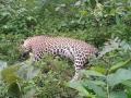 गडचिरोलीच्या जंगलात बिबट आढळला मृतावस्थेत - Marathi News | an leopard was found dead in the forest of Gadchiroli | Latest gadchiroli News at Lokmat.com