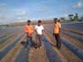 करप्याच्या प्रार्दुभावामुळे टोमॅटो भुईसपाट - Marathi News | Tomato husk due to the effects of cramps | Latest nashik News at Lokmat.com