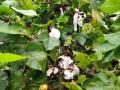खरीप हंगामात १९०० हेक्टर क्षेत्रातील पिकांचे नुकसान - Marathi News | Crop loss in 1900 hectare area during kharif season | Latest nandurbar News at Lokmat.com