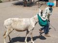 गाढवाद्वारे द्यावा लागला ग्रामस्थांना संदेश - Marathi News | The message had to be given to the villagers by donkey | Latest nandurbar News at Lokmat.com
