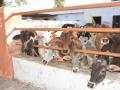 कत्तलीसाठी जाणारे जनावरे जप्त - Marathi News | Seized animals for slaughter | Latest nandurbar News at Lokmat.com