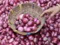 उमराणेत लाल कांदा दरात घसरण - Marathi News | Reduction in red onion prices in Umran | Latest nashik News at Lokmat.com