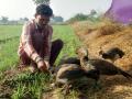 पाच जीवांसोबत उबवली माणुसकी - Marathi News | Boiled human with five giants | Latest nashik News at Lokmat.com