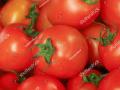 उमराणे बाजार समितीत आजपासून टमाटा लिलाव - Marathi News | Tomato auction at Umrane Market Committee from today | Latest nashik News at Lokmat.com