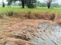 भातपिकावर रोगांचे आक्रमण - Marathi News | Disease invasion of paddy | Latest nashik News at Lokmat.com