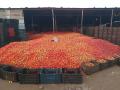 टोमॅटोचे भाव घसरलेलेच ! - Marathi News | Tomato prices fall! | Latest nashik News at Lokmat.com
