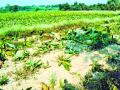 खेडी खुर्द येथे समाजकंटकाने दोन हजार केळीची रोपे कापली - Marathi News | Two thousand banana seedlings have been cut off by the miscreants at Khedi Khurd | Latest jalgaon News at Lokmat.com