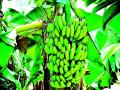 विदर्भातील केळीचा कॅलिफोर्निया झाला रिकामा - Marathi News | Californian banana in Vidarbha became empty | Latest vardha News at Lokmat.com