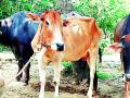 विसाव्या पशुगणनेत जिल्ह्यातील पशुधन घटले - Marathi News | In the twentieth livestock census, the livestock in the district decreased | Latest vardha News at Lokmat.com