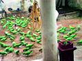 नेमेचि पोपटांचा थवा येई आमच्या घरा - Marathi News | A flock of parrots came to our house | Latest vardha News at Lokmat.com