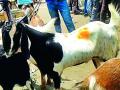 विदर्भातील पहिली शेळी बाजारपेठ जागेमुळे रखडली - Marathi News | The first goat market in Vidarbha stops because of the market | Latest vardha News at Lokmat.com