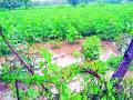 पुसद, उमरखेड विभागात पावसाचा पिकांना फटका - Marathi News | Rains hit crops in Pusad, Umarkhed division | Latest yavatmal News at Lokmat.com
