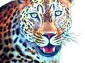 लहवित गावाजवळ बिबट्याचे दर्शन - Marathi News |  The sight of the leopard near Lohit village | Latest nashik News at Lokmat.com