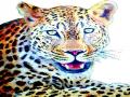 सिन्नर-घोटी रस्त्यावर वाहनाच्या धडकेने बिबट्या जखमी - Marathi News |  On the Sinnar-Ghoti road, a leopard was injured in the vehicle | Latest nashik News at Lokmat.com
