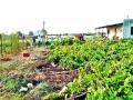 सोनजांबला निर्यातक्षम द्राक्षबाग कोसळली - Marathi News | Exported grape to Sonjamb falls | Latest nashik News at Lokmat.com