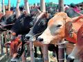 १५०० डॉक्टरांच्या भरवशावर ३ कोटी पशूंचा भार - Marathi News | Load of 3 crore animals on the reliance of 1500 doctors | Latest nagpur News at Lokmat.com