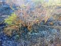 साकोरा येथील शेतकऱ्याची डाळिंबबाग खाक - Marathi News |  Farmer's pomegranate bark in Sakora | Latest nashik News at Lokmat.com