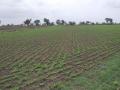 ३६ लाख हेक्टरवरील पिकांचे विमा कवच रामभरोसे - Marathi News | Insurance coverage of crops up to 3 lakh hectares has no support | Latest yavatmal News at Lokmat.com