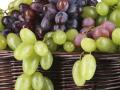 जपून खा द्राक्षं; कीटकनाशकांच्या जास्त वापराचा धोका - Marathi News | Be aware while eating Grapes ; The risk of excessive use of pesticides | Latest nagpur News at Lokmat.com