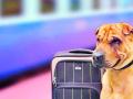 जरा हटके! नागपुरातील ९९९ श्वानांनी केला ‘एसी’ प्रवास - Marathi News | Just different! 999 dogs in Nagpur traveled in 'AC'coach in Railway | Latest nagpur News at Lokmat.com