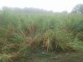 विदर्भात सर्वदूर पावसाची झड; पिकांचे अतोनात नुकसान - Marathi News | Vidarbha showcases heavy rains; Crushing of crops | Latest nagpur News at Lokmat.com