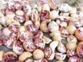 नागपुरात ८५.८३ लाखांची विषारी सुपारी जप्त - Marathi News | 85.83 lakh poisonous betel nuts seized in Nagpur | Latest nagpur News at Lokmat.com