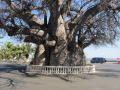 अजब झाडांपासून साकारलं असं काही की विश्वासच बसणार नाही - Marathi News | strangest trees from around the world | Latest jarahatke Photos at Lokmat.com