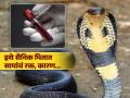 या देशातील सैनिक आणि लोक पितात सापाचं रक्त, कारण वाचून व्हाल अवाक्... - Marathi News | Soldiers of this country drink snake's blood, know the reason | Latest jarahatke News at Lokmat.com