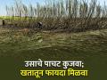 शेतकऱ्यांनो उसाचे पाचट जाळू नका! कुजवा अन् खतातून असा मिळवा फायदा - Marathi News | agriculture farmer farm management organic fertilizer Decompose sugarcane bagasse benefit from manure | Latest agriculture News at Lokmat.com