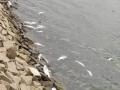 अमरावती जिल्ह्यातील पुसली धरणात शेकडो मासे मृत्युमुखी - Marathi News | Hundreds of fish die in Pusli dam in Amravati district | Latest amravati News at Lokmat.com