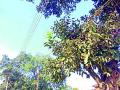 जिवंत विद्युत तारांमुळे प्रवाशांचा जीव धोक्यात - Marathi News | Life threatens the lives of passengers due to live electrical wires | Latest bhandara News at Lokmat.com