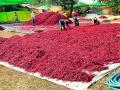 मिरचीच्या ‘सातऱ्या’ने दिला अनेकांना रोजगार - Marathi News | Many people employed by 'saatare' of peppera | Latest bhandara News at Lokmat.com